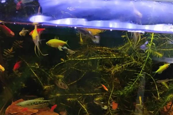观赏鱼合缸时怎么防止交叉感染，将新鱼单独养一段时间确保健康后再合缸