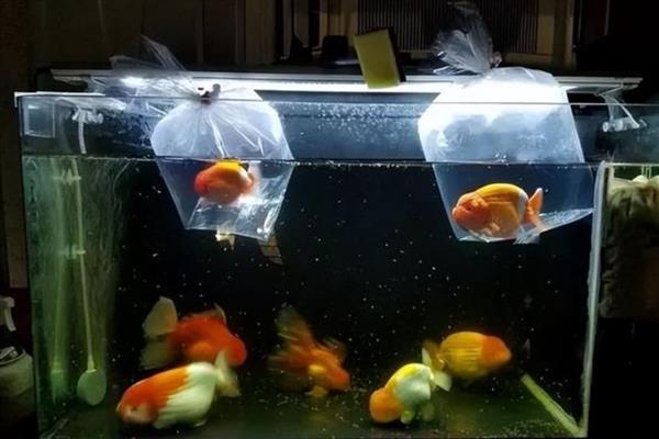 观赏鱼合缸时怎么防止交叉感染，将新鱼单独养一段时间确保健康后再合缸
