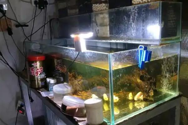 观赏鱼合缸时怎么防止交叉感染，将新鱼单独养一段时间确保健康后再合缸