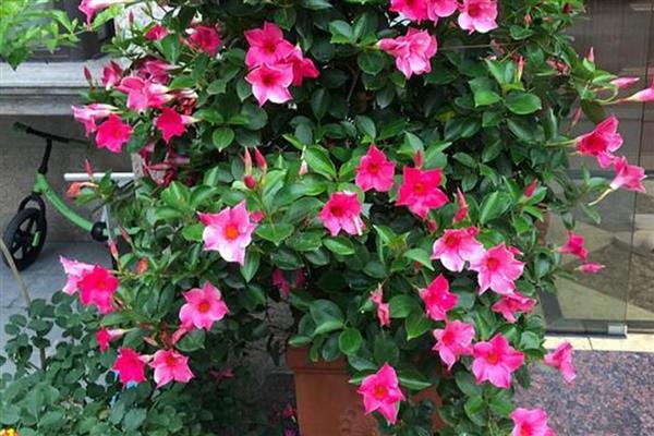 飘香藤的花语，寓意难忘爱情、充满生机等