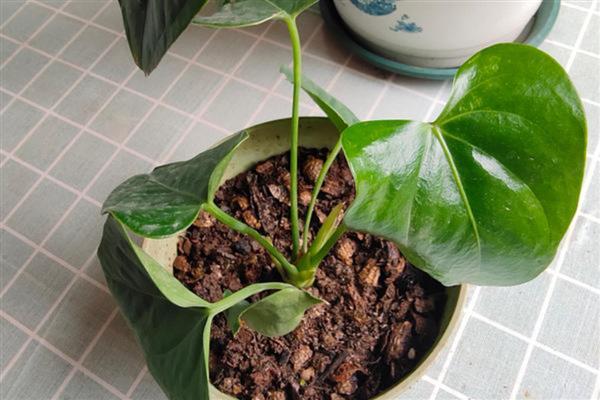 红掌扦插的要求，选择在红掌分株时候进行