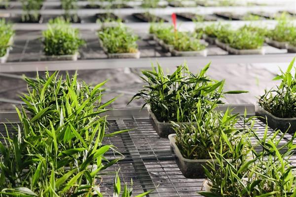 无土栽培蔬菜有哪些，常见的有番茄、苦瓜等