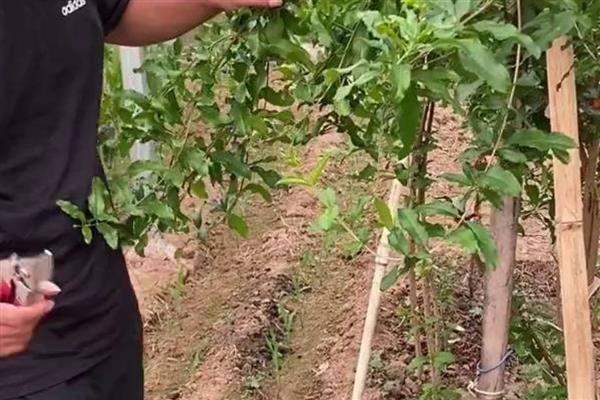 石榴树要两棵一起种吗，不必两棵一起种