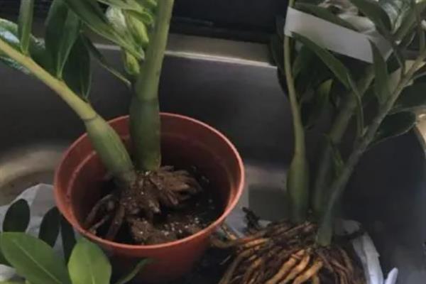 金钱树如何养殖，要掌握薄肥勤施的施肥原则
