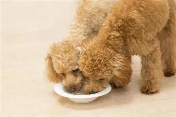 狗狗咽炎的病因，多数是吃了粗硬、尖锐的食物