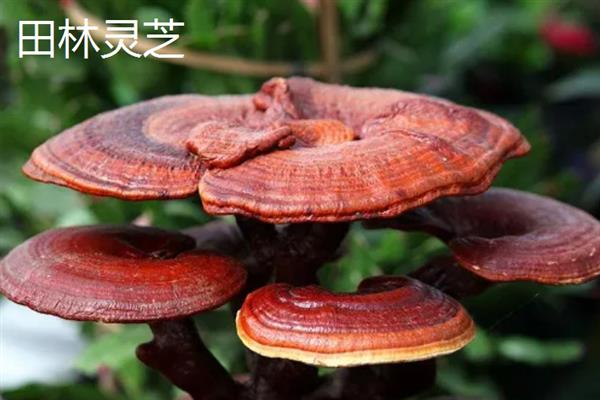 广西田林县的特产，定安豆腐乳的风味别具一格
