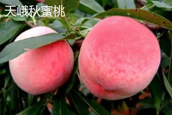 广西田林县的特产，定安豆腐乳的风味别具一格