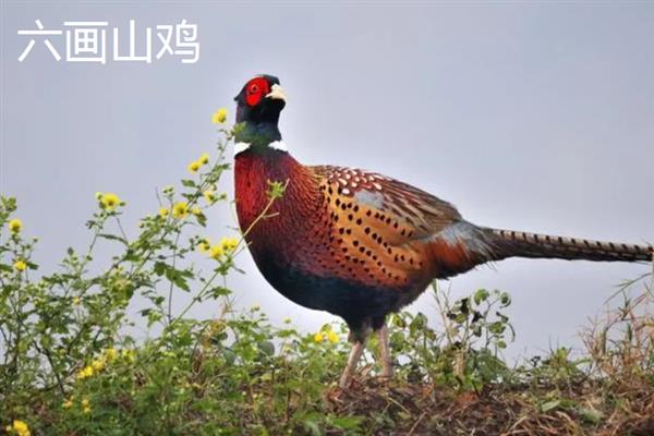 广西田林县的特产，定安豆腐乳的风味别具一格