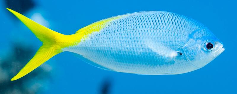 鱼类是不是海鲜，海水鱼属于海鲜
