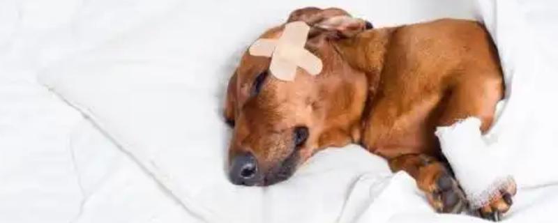 犬瘟怎么预防，接种疫苗能起到免疫效果