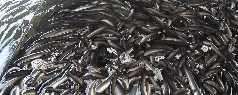 欧洲鳗的培育方法，平时要把水温保持在24-28℃
