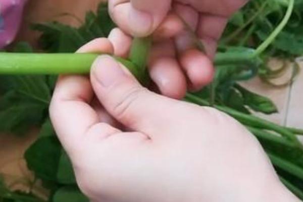快速给南瓜藤剥皮的方法，掐住藤蔓边缘向下撕扯即可