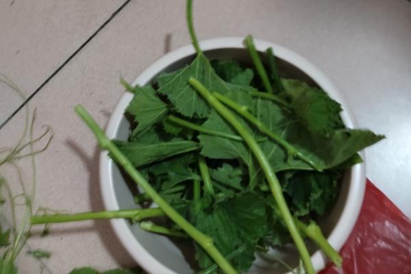 快速给南瓜藤剥皮的方法，掐住藤蔓边缘向下撕扯即可
