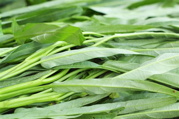 哪些农作物适合在六七月份种植，豇豆、花菜、玉米等品种是适宜选择