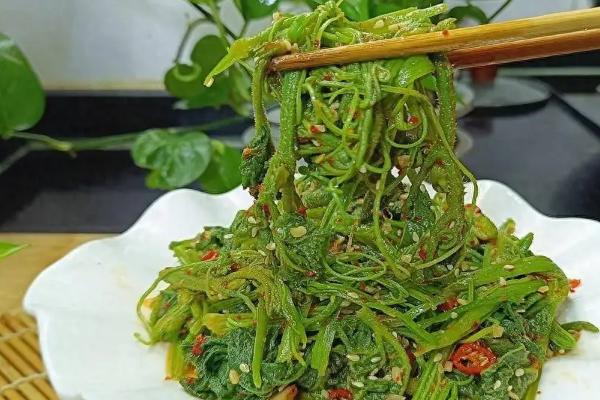 快速给南瓜藤剥皮的方法，掐住藤蔓边缘向下撕扯即可