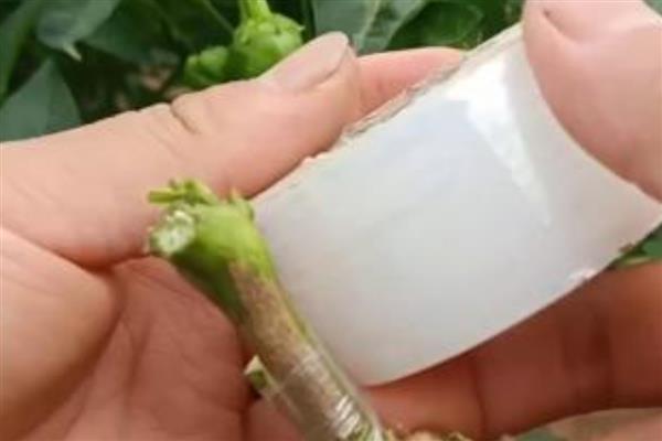 辣椒能够和什么植物嫁接，将野生辣椒当作砧木可以提高产量