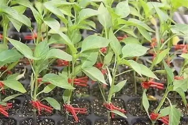 辣椒能够和什么植物嫁接，将野生辣椒当作砧木可以提高产量