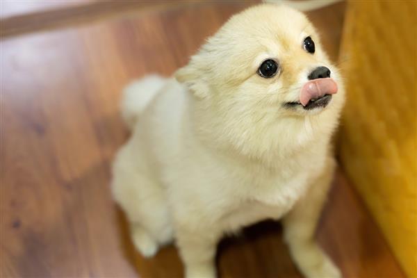 犬瘟怎么预防，接种疫苗能起到免疫效果