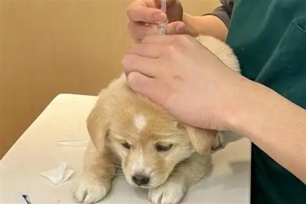 犬瘟怎么预防，接种疫苗能起到免疫效果