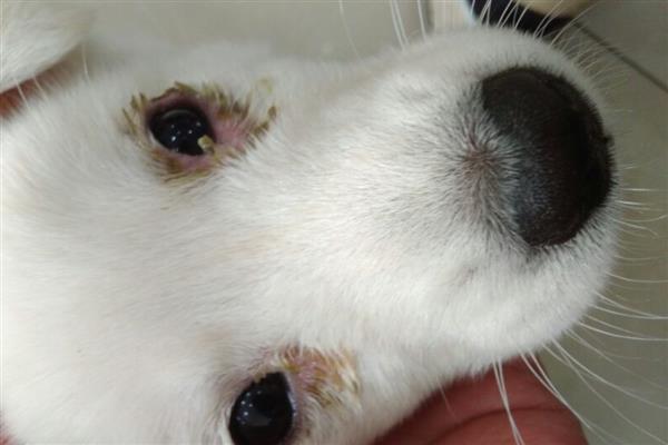犬瘟怎么预防，接种疫苗能起到免疫效果