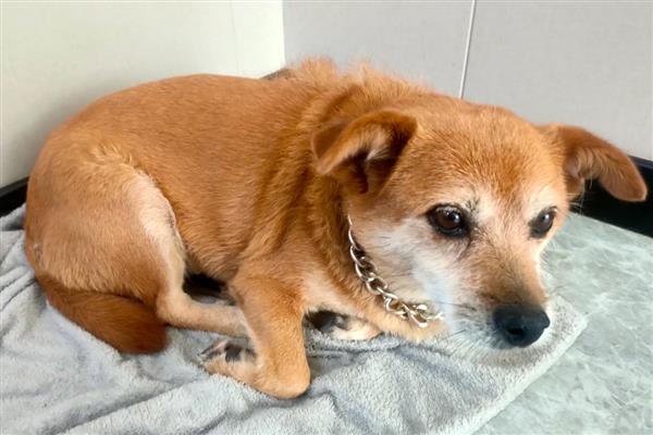 犬瘟怎么预防，接种疫苗能起到免疫效果