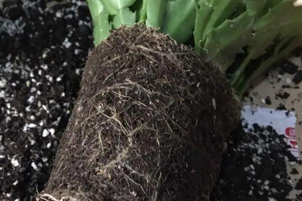 花盆中有蜈蚣如何解决，挖出植株再换土重栽可以彻底清除