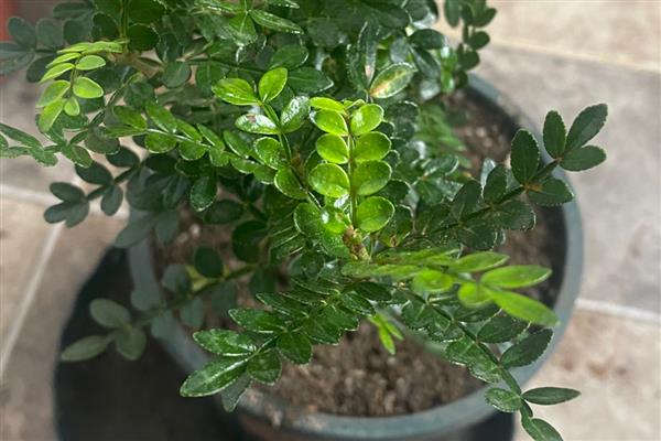 花盆中有蜈蚣如何解决，挖出植株再换土重栽可以彻底清除