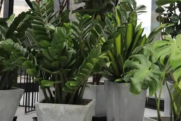 花盆中有蜈蚣如何解决，挖出植株再换土重栽可以彻底清除