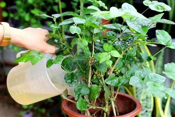 花盆中有蜈蚣如何解决，挖出植株再换土重栽可以彻底清除