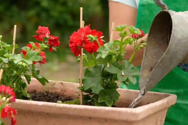 花盆中有蜈蚣如何解决，挖出植株再换土重栽可以彻底清除