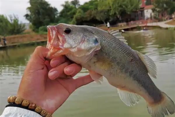 路亚鲈鱼可以吗，路亚钓法能用来钓鲈鱼