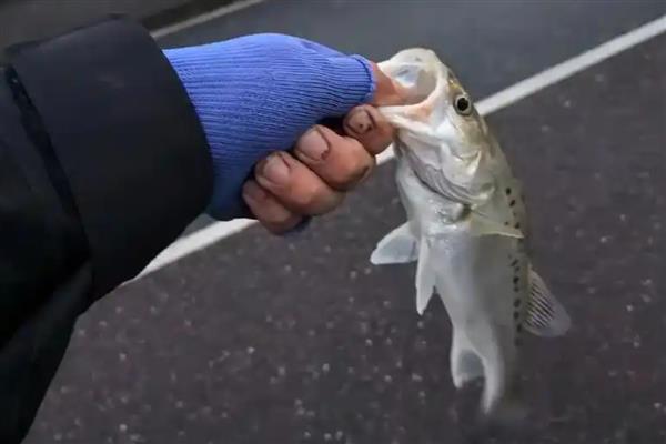 路亚鲈鱼可以吗，路亚钓法能用来钓鲈鱼