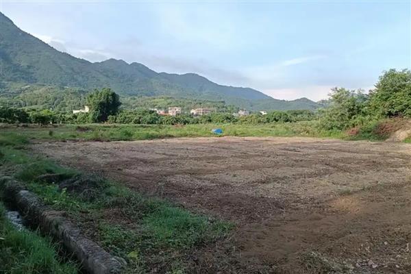 佛手瓜怎么种植，摘除密集、生长不良的瓜可提高产量