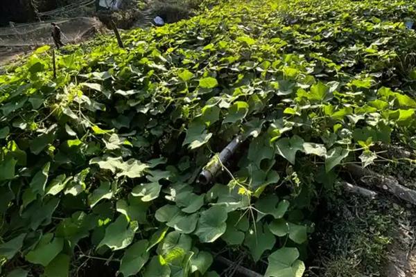 佛手瓜怎么种植，摘除密集、生长不良的瓜可提高产量