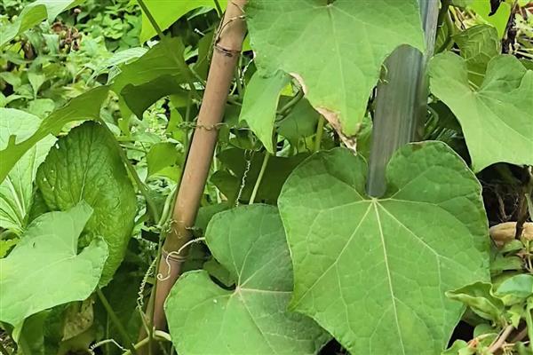 佛手瓜怎么种植，摘除密集、生长不良的瓜可提高产量
