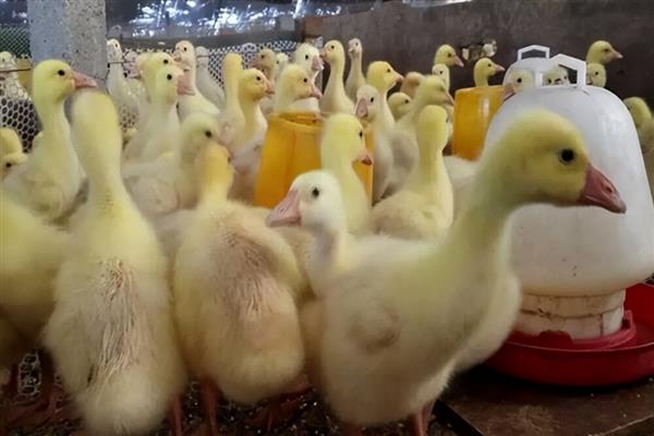 避免小鹅咬背上毛的方法，缺少钙磷可在饲料中添加骨粉或贝壳粉等物质