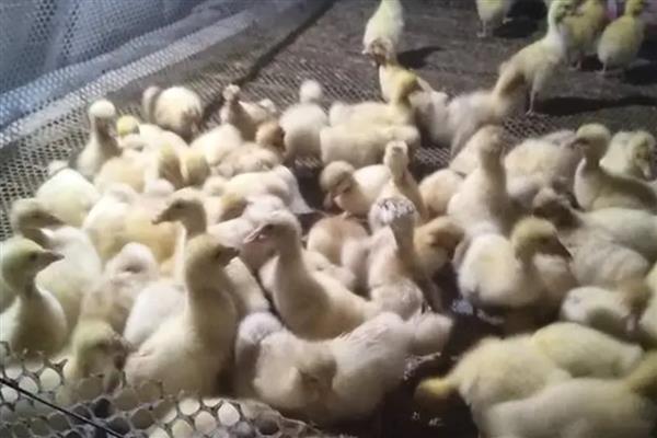 避免小鹅咬背上毛的方法，缺少钙磷可在饲料中添加骨粉或贝壳粉等物质