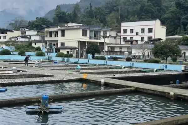 欧洲鳗的培育方法，平时要把水温保持在24-28℃
