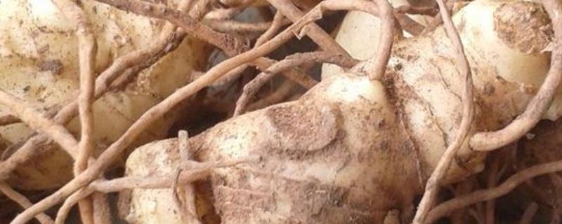 黄精的种植方法，种植前需先催芽