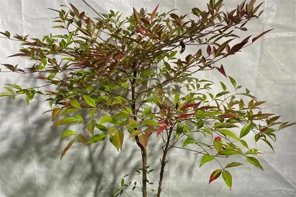 南天竹能不能在室内养殖，养在室内可以净化空气但要避免误食