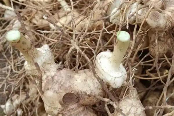 黄精的种植方法，种植前需先催芽