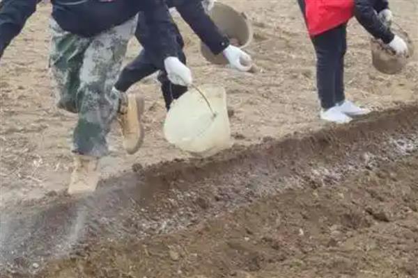 黄精的种植方法，种植前需先催芽