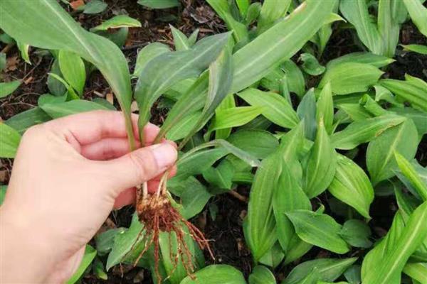黄精的种植方法，种植前需先催芽