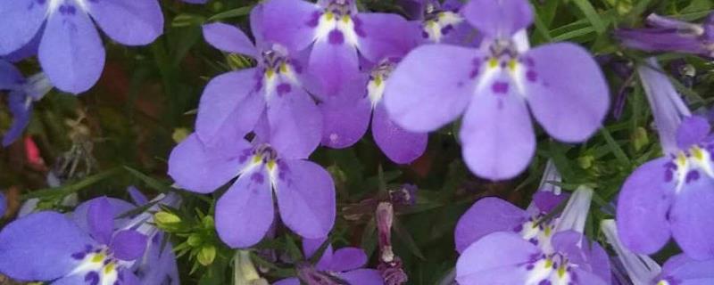 六倍利种子如何催芽，可泡水催芽、湿巾催芽等