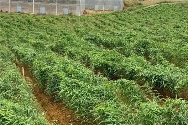 黄精的种植方法，种植前需先催芽