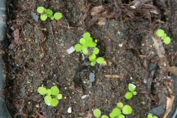 六倍利种子如何催芽，可泡水催芽、湿巾催芽等