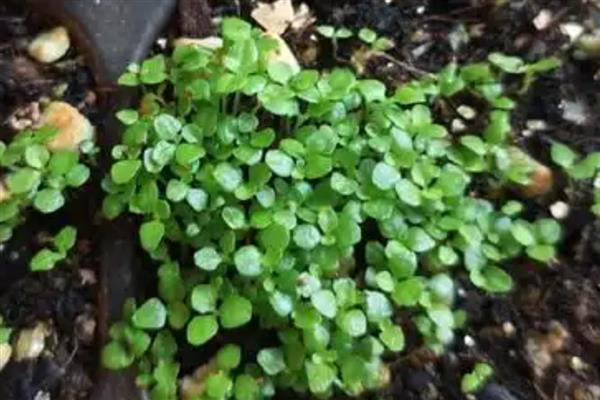 六倍利种子如何催芽，可泡水催芽、湿巾催芽等