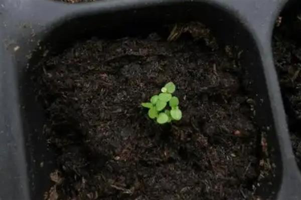 六倍利种子如何催芽，可泡水催芽、湿巾催芽等