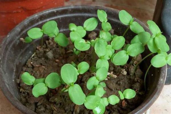 六倍利种子如何催芽，可泡水催芽、湿巾催芽等