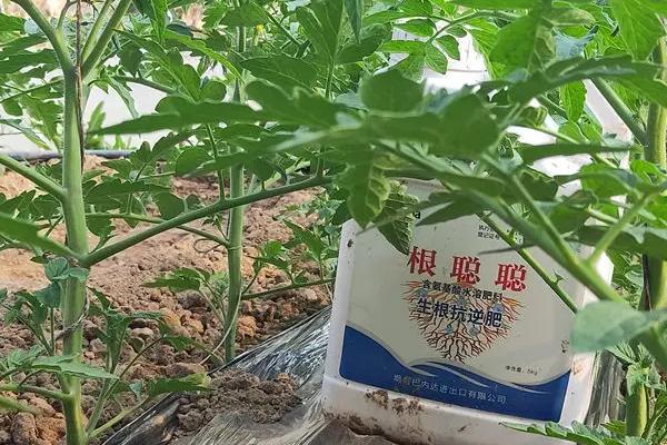 如何正确使用水溶肥，进行二次稀释可减少淋溶损失